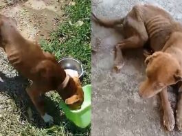 VÍDEO – Homem é preso por maus-tratos a cães em Joinville