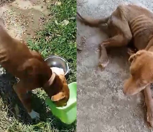 VÍDEO – Homem é preso por maus-tratos a cães em Joinville