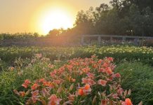 Festival da Primavera no Hemero entra na reta final com jardins coloridos e atrações para crianças