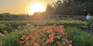 Festival da Primavera no Hemero entra na reta final com jardins coloridos e atrações para crianças