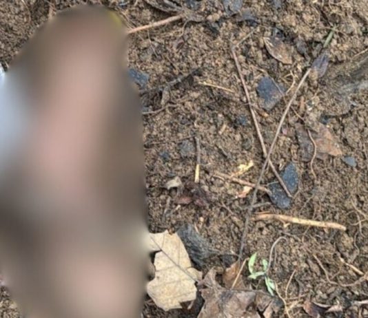 Corpo é encontrado enterrado em área de mata após moradores ouvirem tiros em Joinville